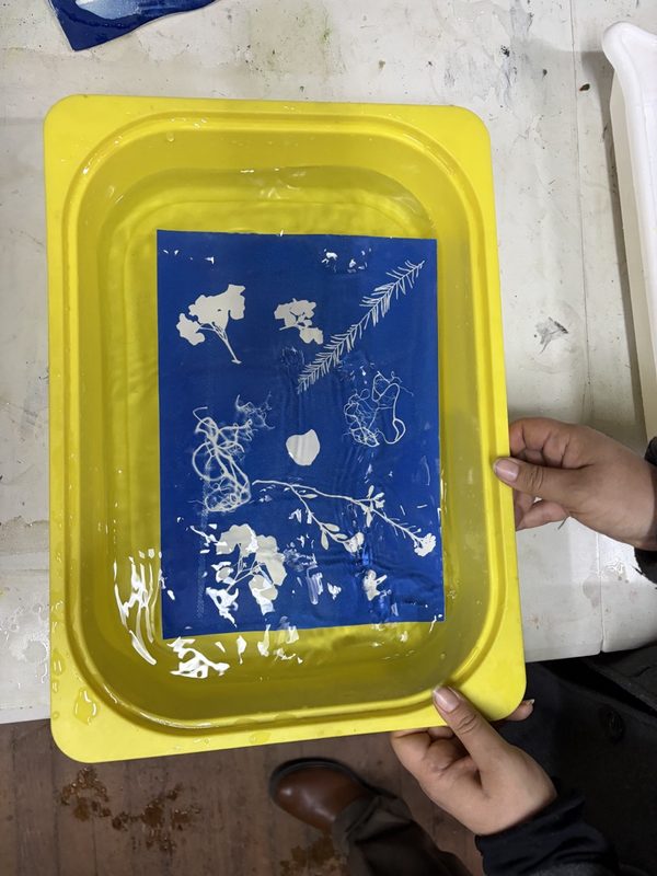 Lavado de una copia botánica
