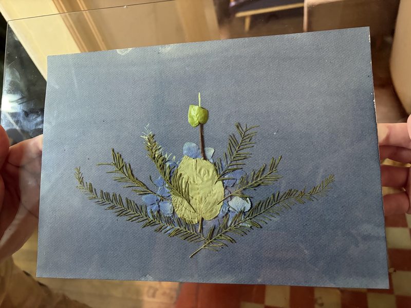 Plantas dispuestas sobre papel emulsionado, antes de la exposición